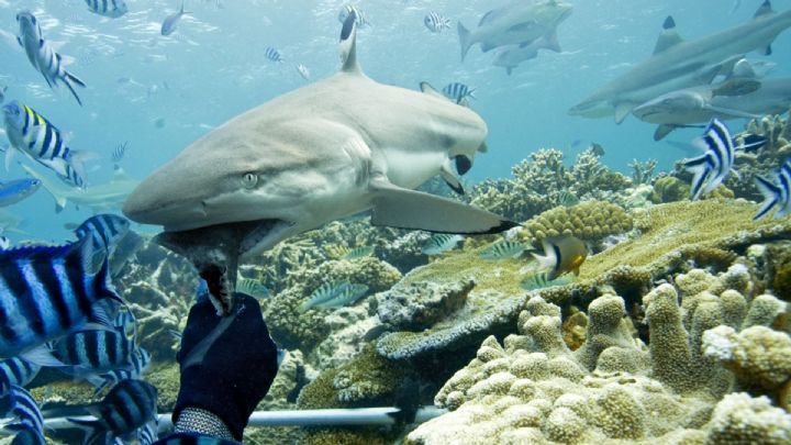 Book a Liveaboard Trip with us and Save 5%*